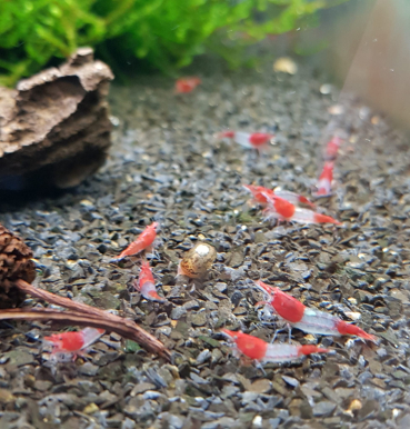 Preview: Red Rili